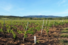 2. vineyard near Ventosa